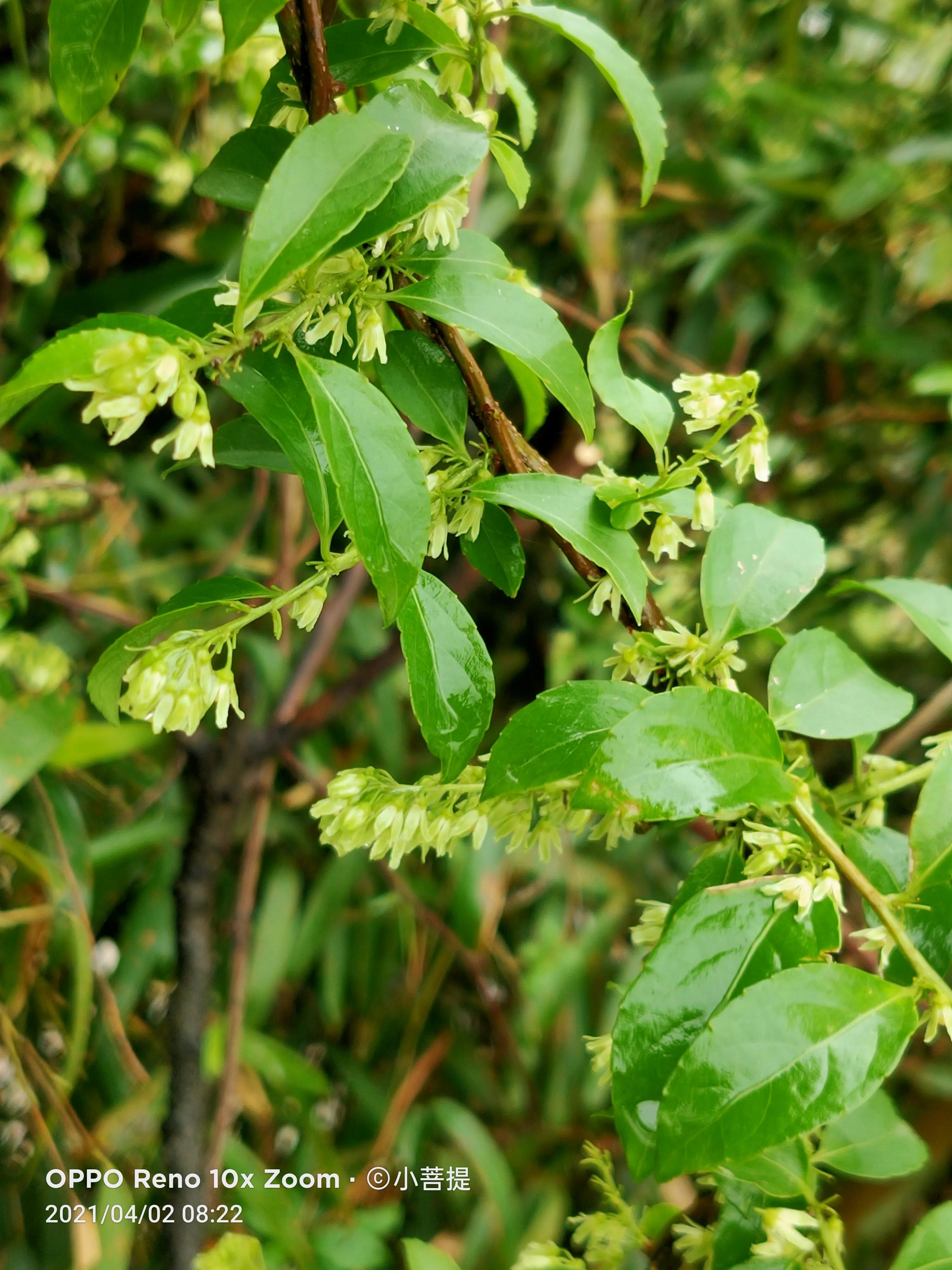 清明时节开花的花草有哪些,早春时节各种植物的样子