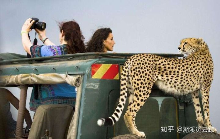 有哪些容易被认错的动物,容易被欺负的动物有哪些