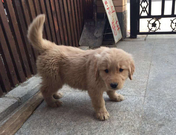 狗翻肠有什么说法,狗翻肠什么意思