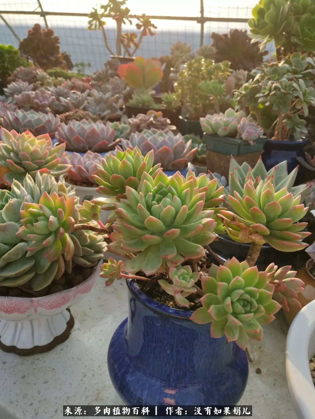 明人不说暗话，我为多肉而来！