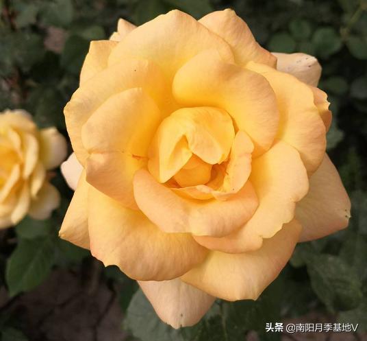 16种双色条纹月季,耀眼的明星月季