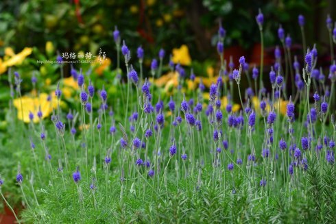 西餐香草大全及用途视频,好吃的西餐料理有哪些