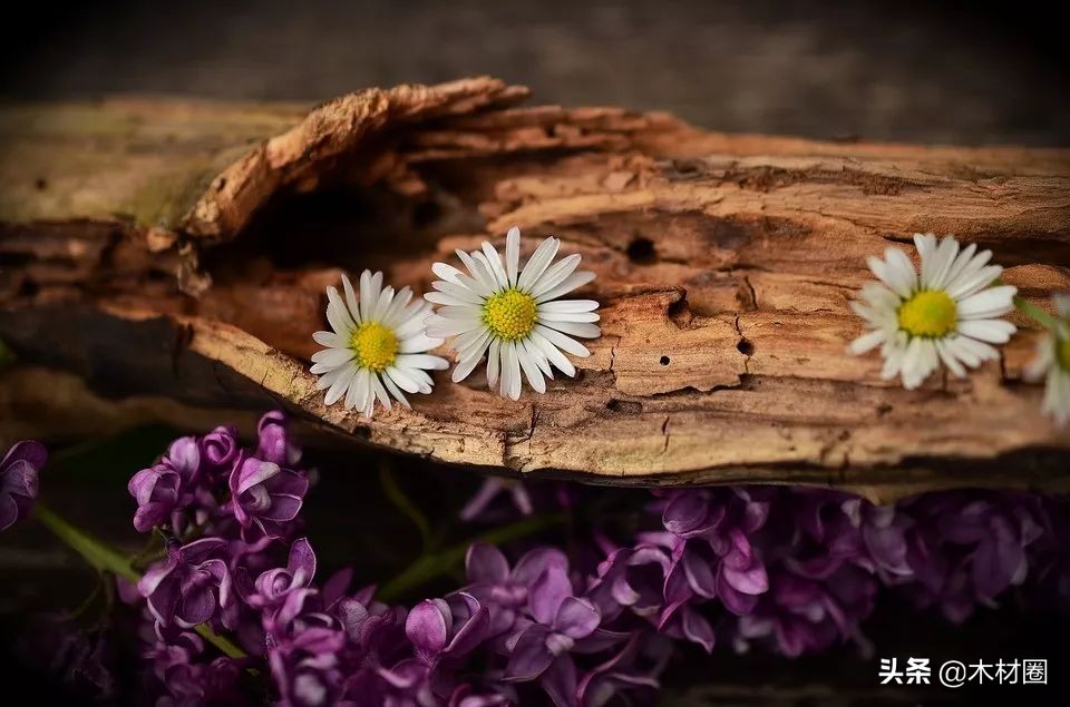 木材开裂是什么原因造成的,木材表面开裂怎么修复