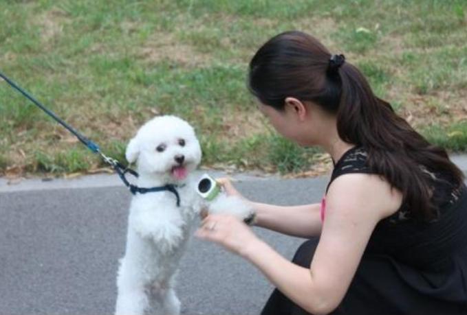 如何养好一只比熊犬这5点很关键,超小体比熊犬智商会不会差点