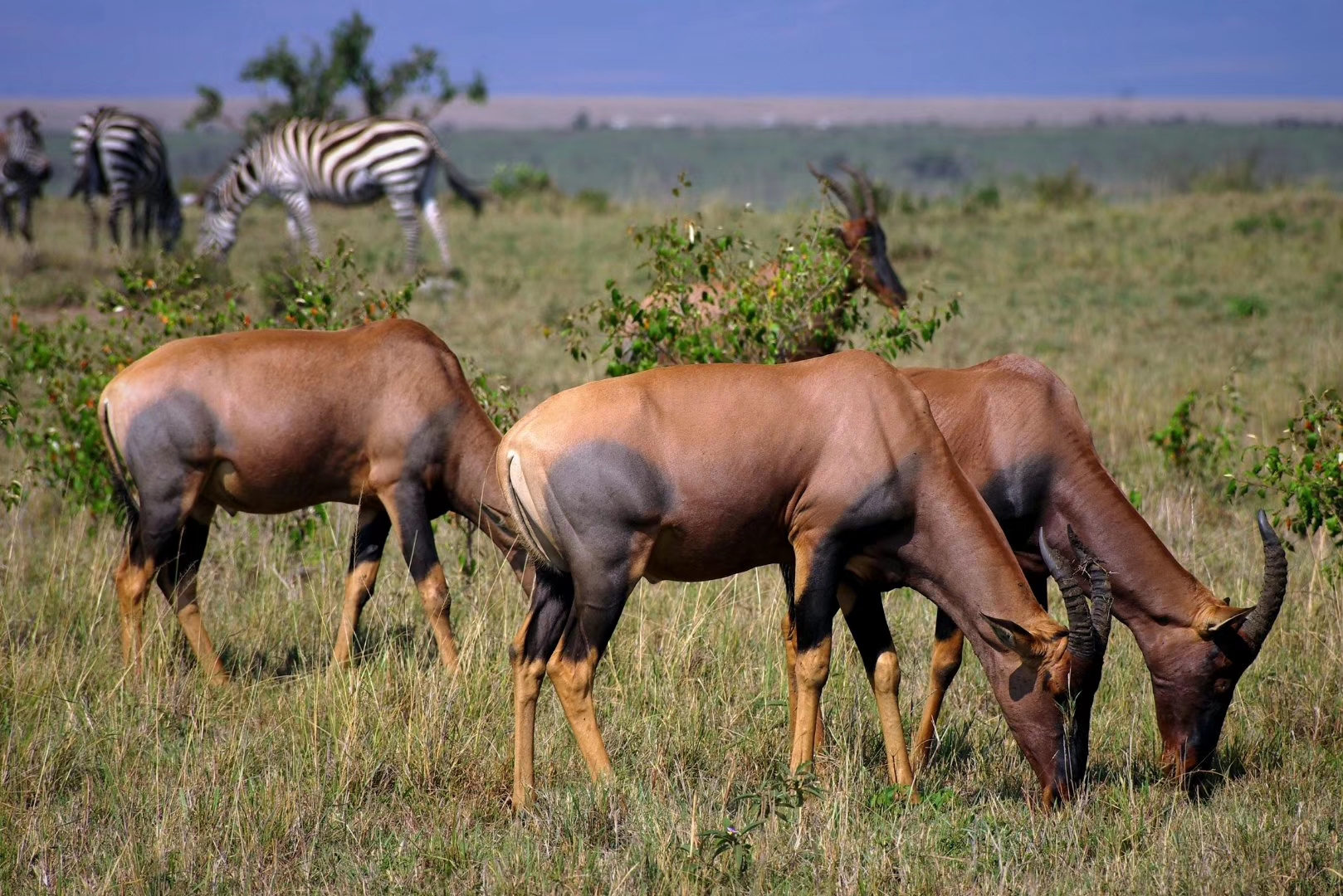 天然维c和药物维c有什么区别,天然维c与药物维c有什么不同的