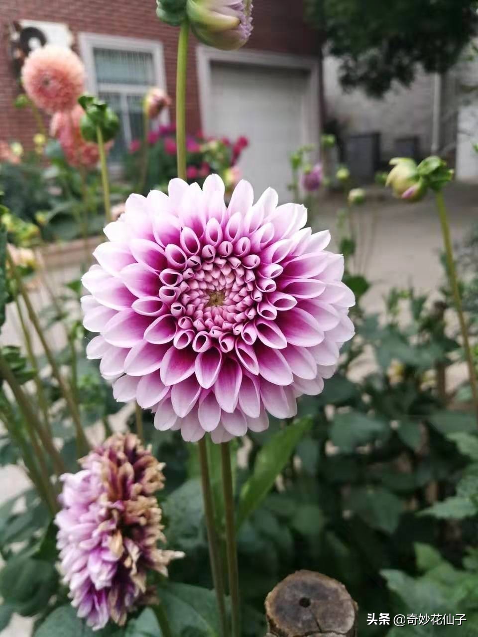 大丽花冬季养护，做到这几点，可以让它轻松安全越冬