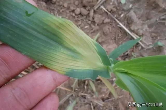 玉米苗后除草剂药害下雨会减轻吗,玉米除草剂对豆角的药害怎么解除