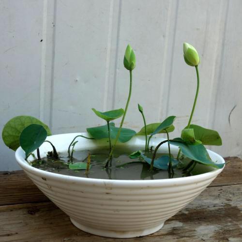 碗莲怎么养才能开花多呢,碗莲怎么养视频教程全集