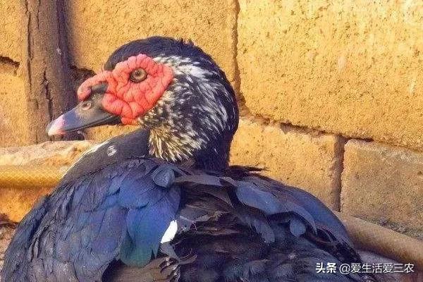 效益高收益稳定的养殖项目有哪些,有什么投资小收益高的养殖项目