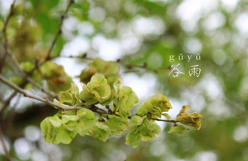 有关谷雨的诗词名句,谷雨诗词汇总