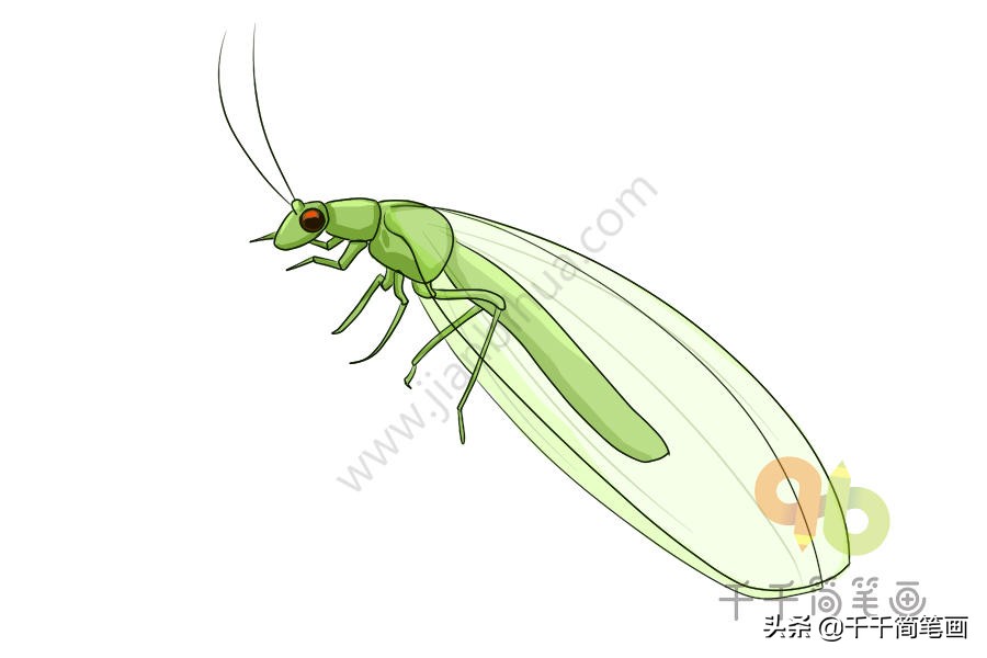 昆虫简笔画和介绍,昆虫简笔画及简介