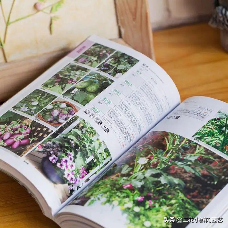 鍥壓鑺卞崏绉嶆鐭ヨ瘑鍏ラ棬,鑺卞崏鍥壓濡備綍鍏ラ棬