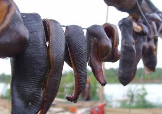 蚂蝗软黄金,野生蚂蝗和养殖蚂蝗为什么区别大