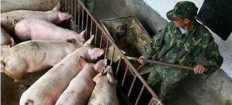 地塞米松在猪场使用注意事项,地塞米松在养猪中的妙用