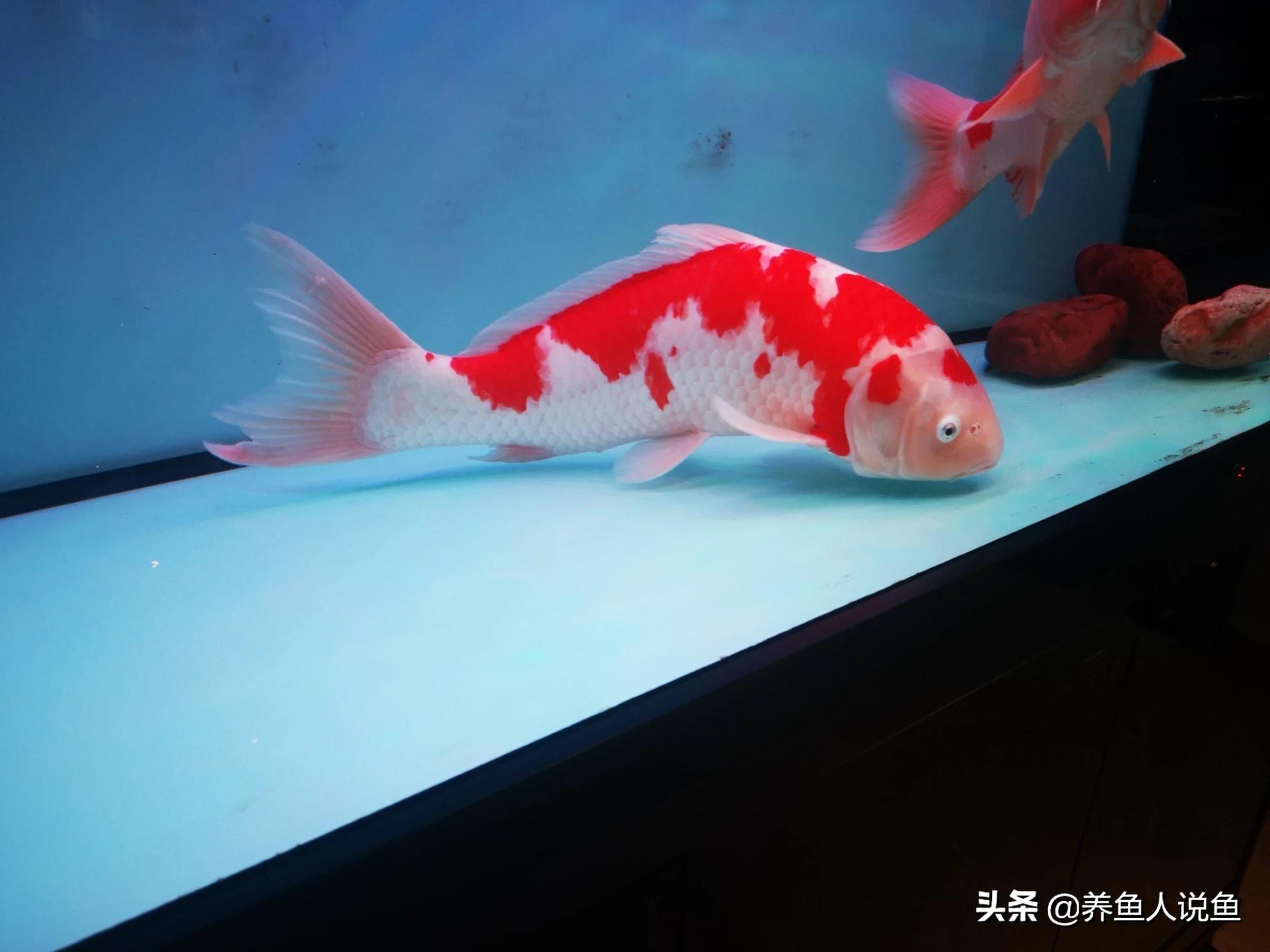 在锦鲤鱼缸里养鲟鱼好吗,养锦鲤鱼对鱼缸有什么好处