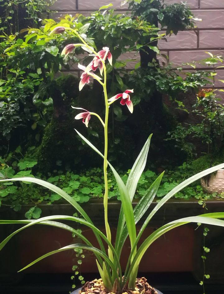 价值上百万一苗的秋榜红素，直接成为今年兰市的风向标