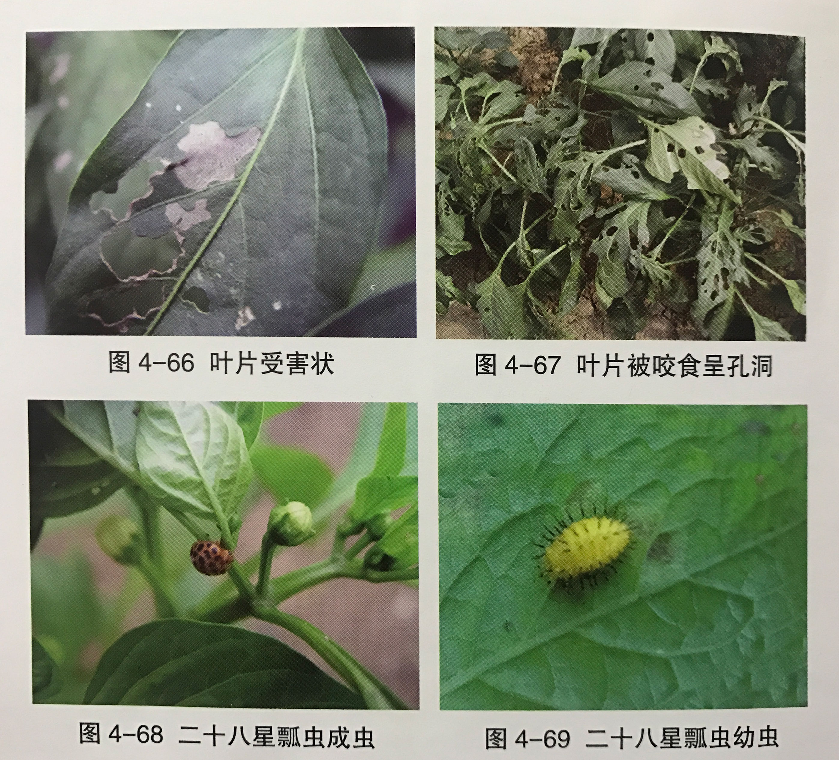 大蒜素防治辣椒虫害,辣椒田地下虫害用哪种农药效果好