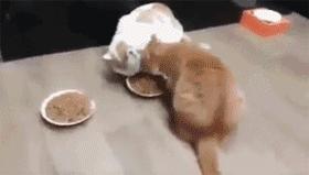 猫猫吃什么样的猫粮比较好,教你怎么给猫咪选适合的猫粮