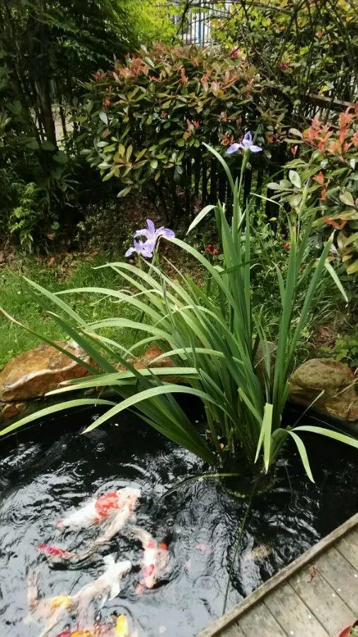 5种花不怕旱就怕涝,三种最怕缺水的花