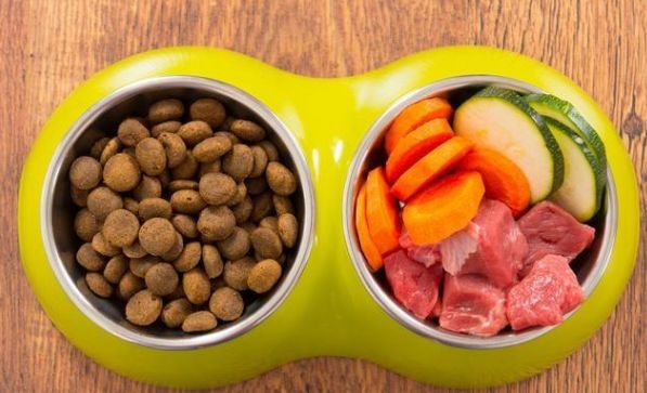 狗狗得细小之后容易得犬瘟么,狗狗得细小有治愈几率吗