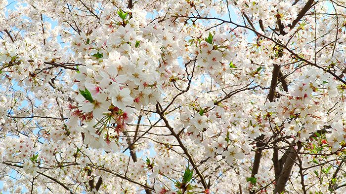 又是一年樱花开放的季节,又是一年樱花开视频
