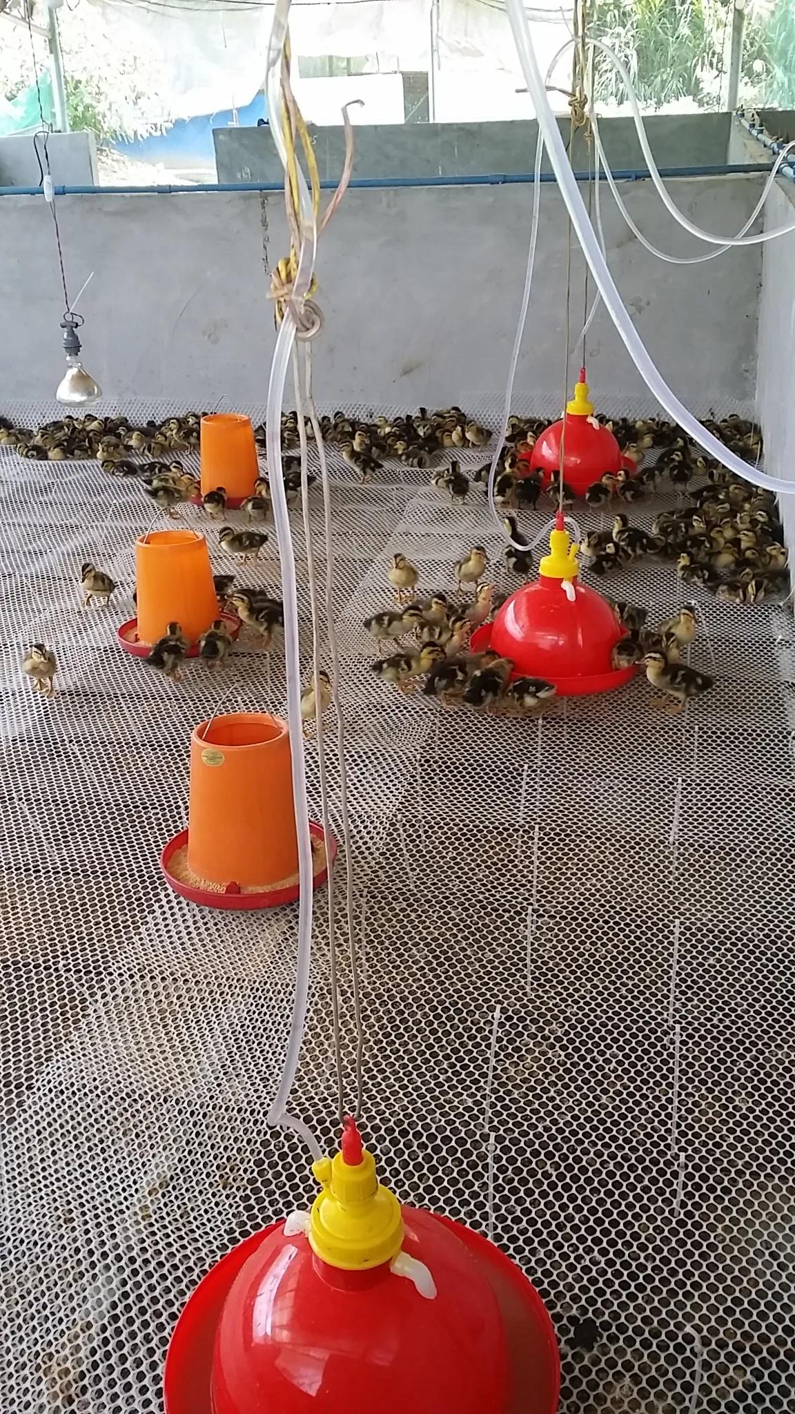 小鸡育雏网床制作方法,怎样搭建小鸡保温棚