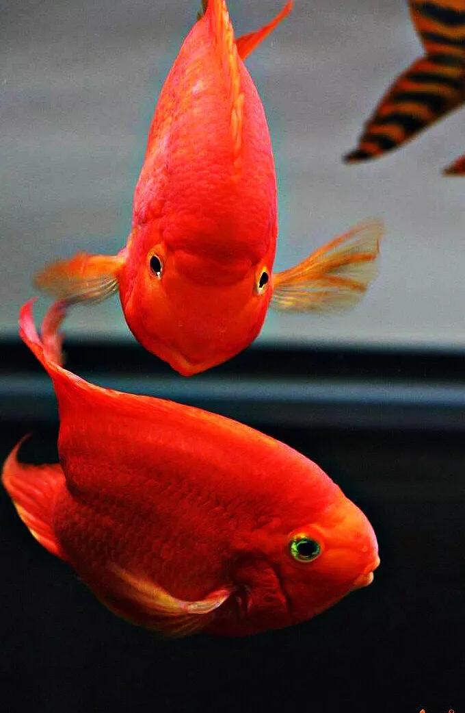 财神鱼哪种比较漂亮,起头财神鱼