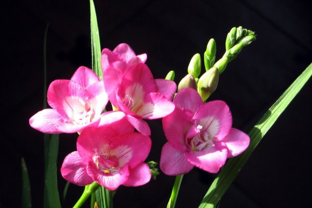 香雪兰开完花怎样养,香雪兰开完花怎么养护