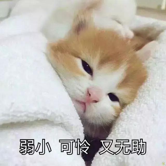 天气太冷猫咪不怎么吃喝,天气不好猫没精神