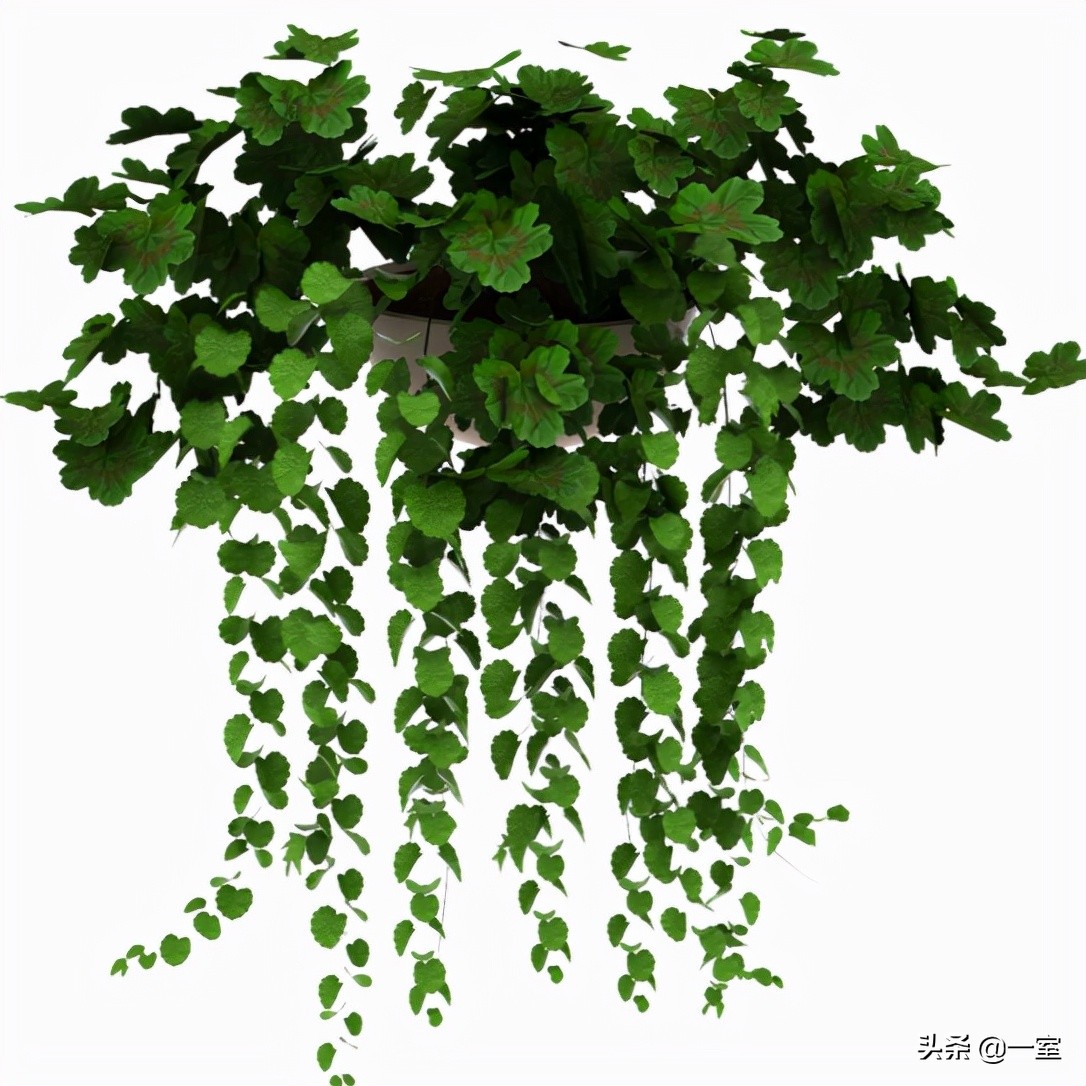 网红庭院植物搭配,网红绿植搭配技巧