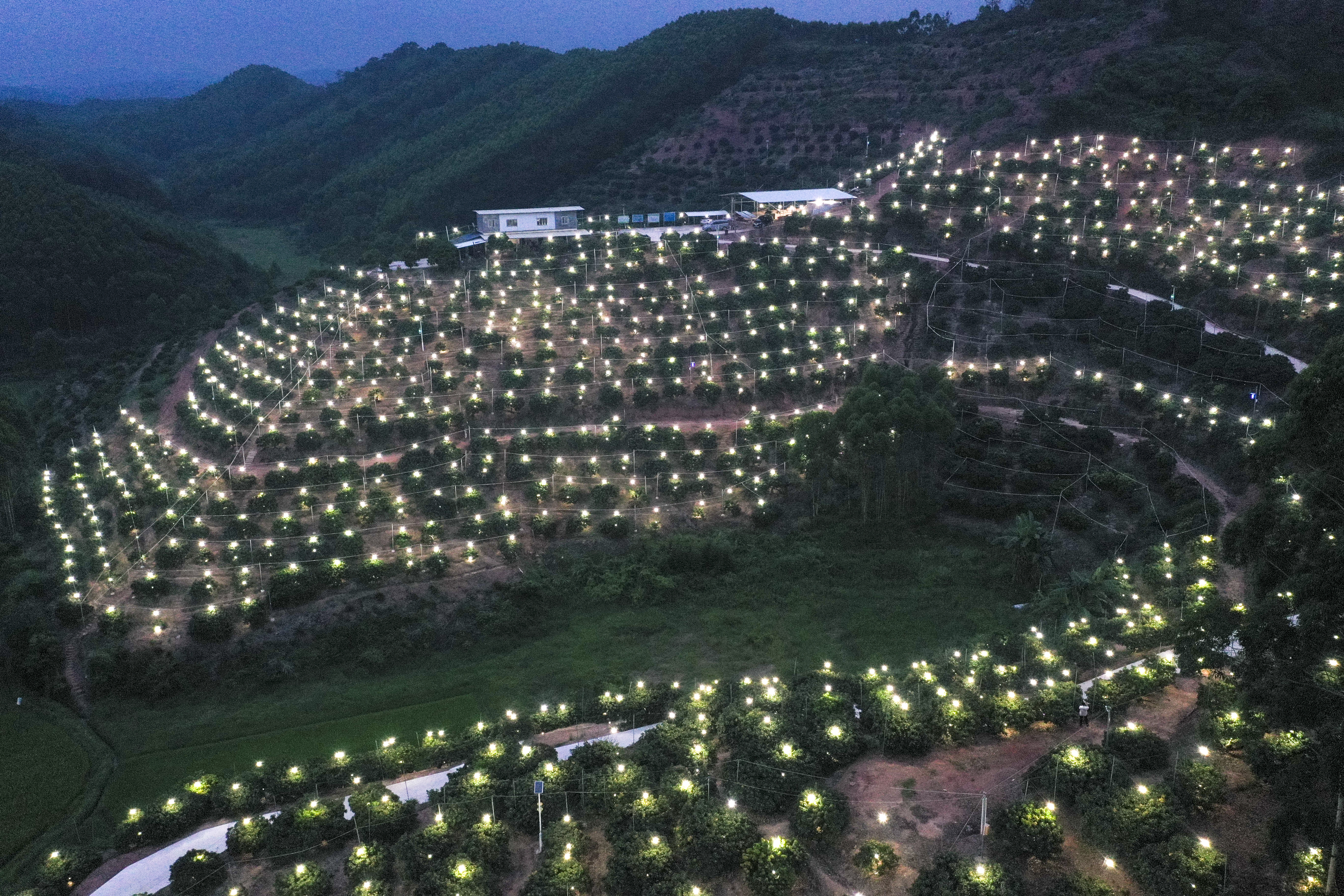 荔枝助农增收,荔枝助农大丰收