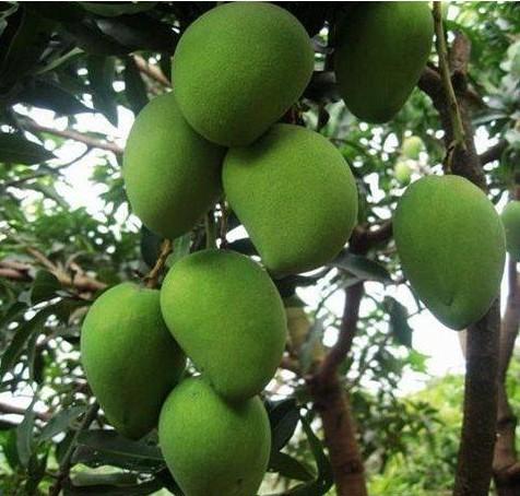 芒果角斑病用什么药好得快,芒果角斑病的主要症状