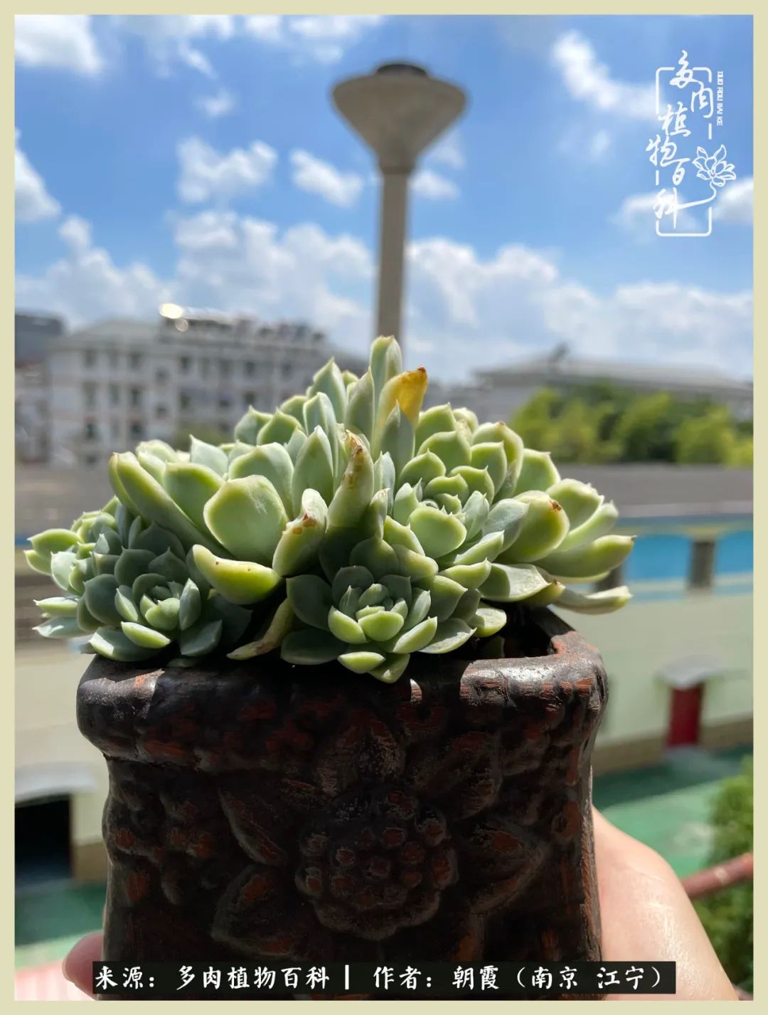 多肉最美的飘枝品种,多肉最美老桩