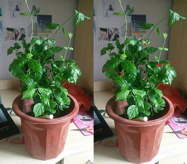 花徒长要怎么处理,花儿徒长怎么办