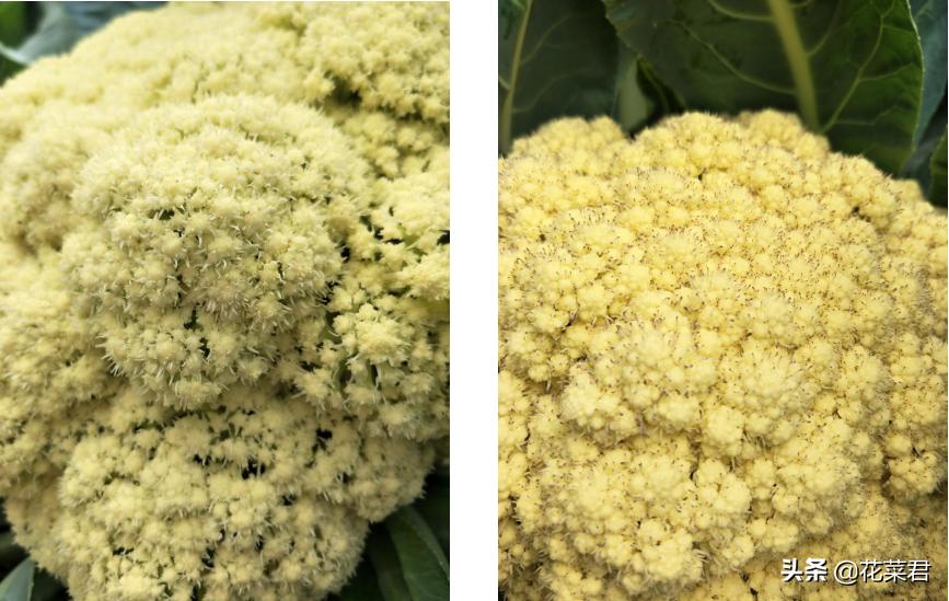 花菜生虫怎么处理,花菜烂了怎么办