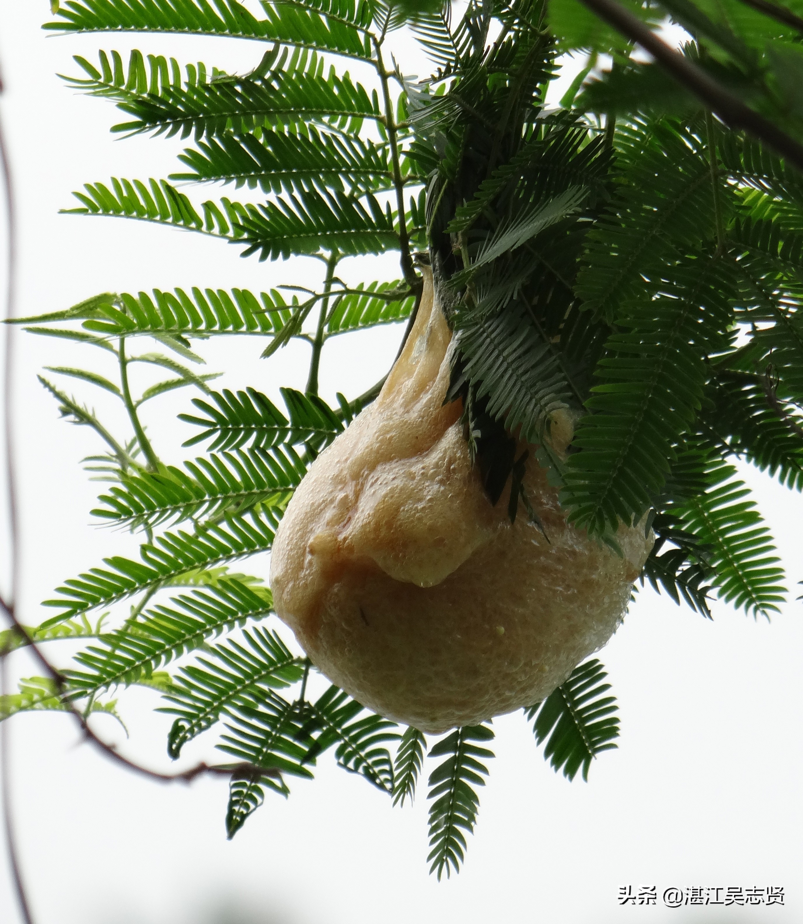 林蛙繁衍方式,什么蛙在树上繁殖