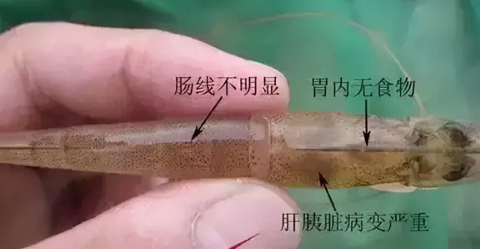 对虾红体防治的最佳办法,对虾红须红尾的原因和处理方法