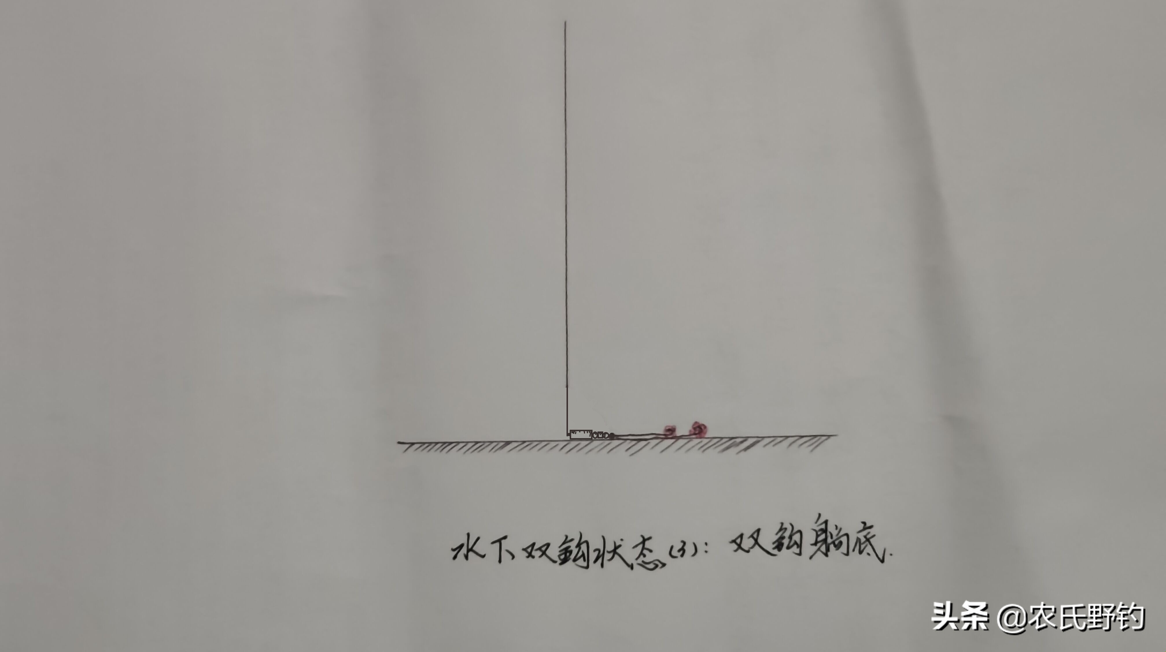 学会这种钓法，野钓鲮鱼一口一个准，爆护不再是只是传说