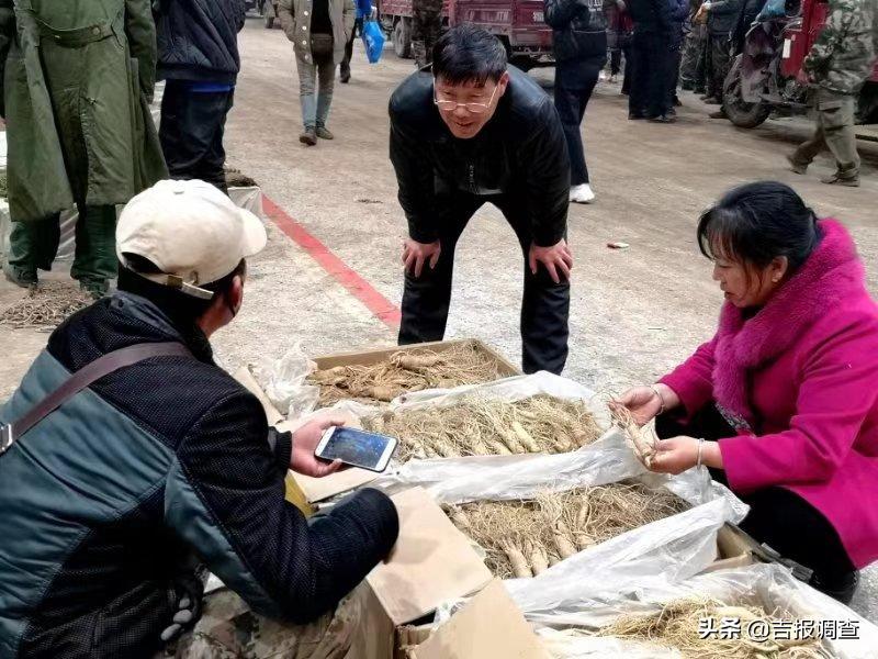 抚松万良人参市场最新价格,吉林抚松万良人参经营大户