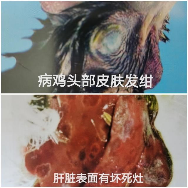 鸡消化系统常见的寄生虫疾病及防治