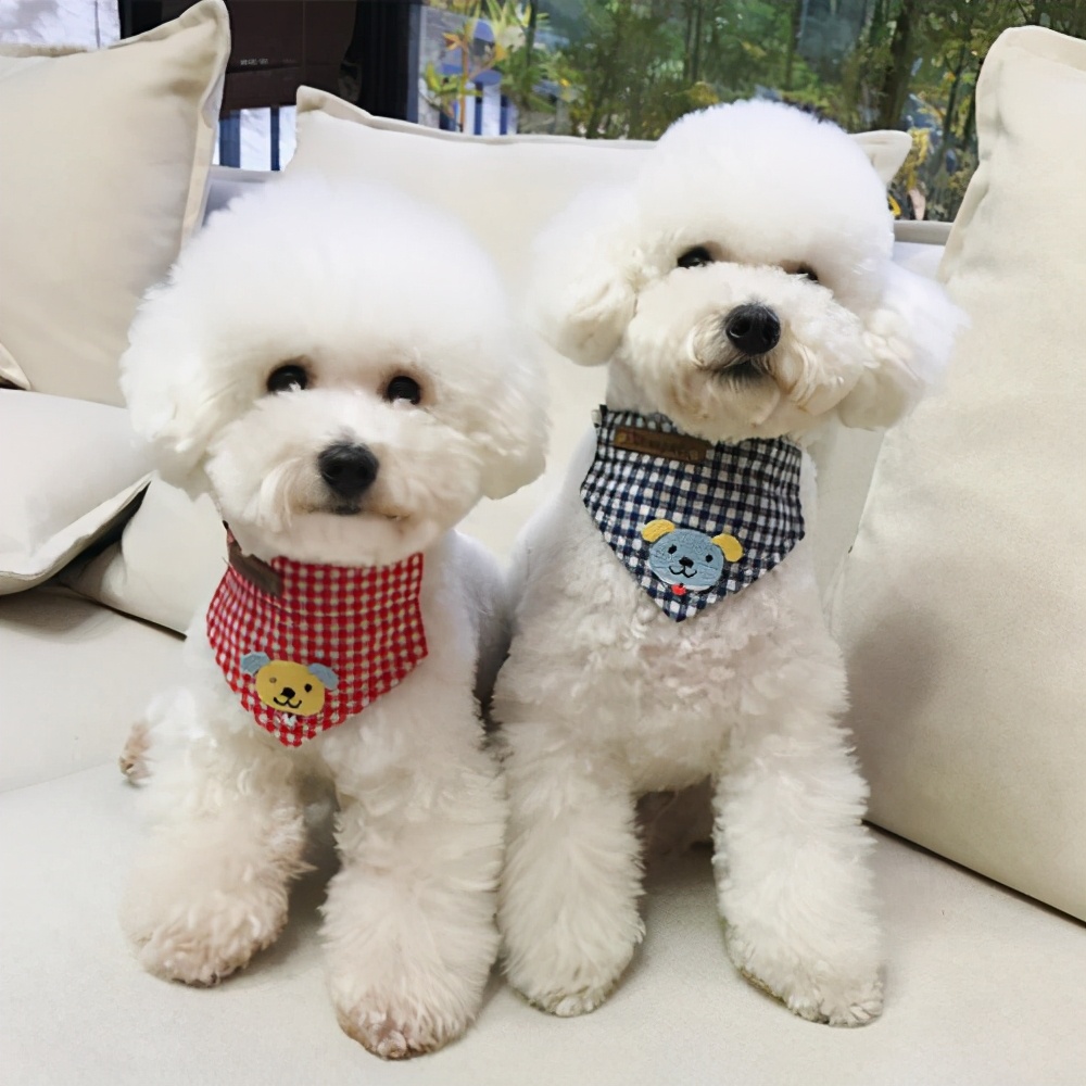 新手养狗宠主品种推荐,养狗推荐高颜值品种