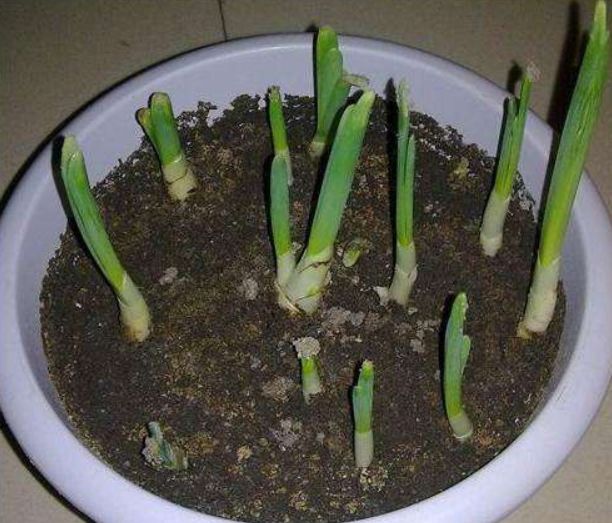 养水仙花的秘诀有哪些,水仙花室内栽培养护管理技术要领