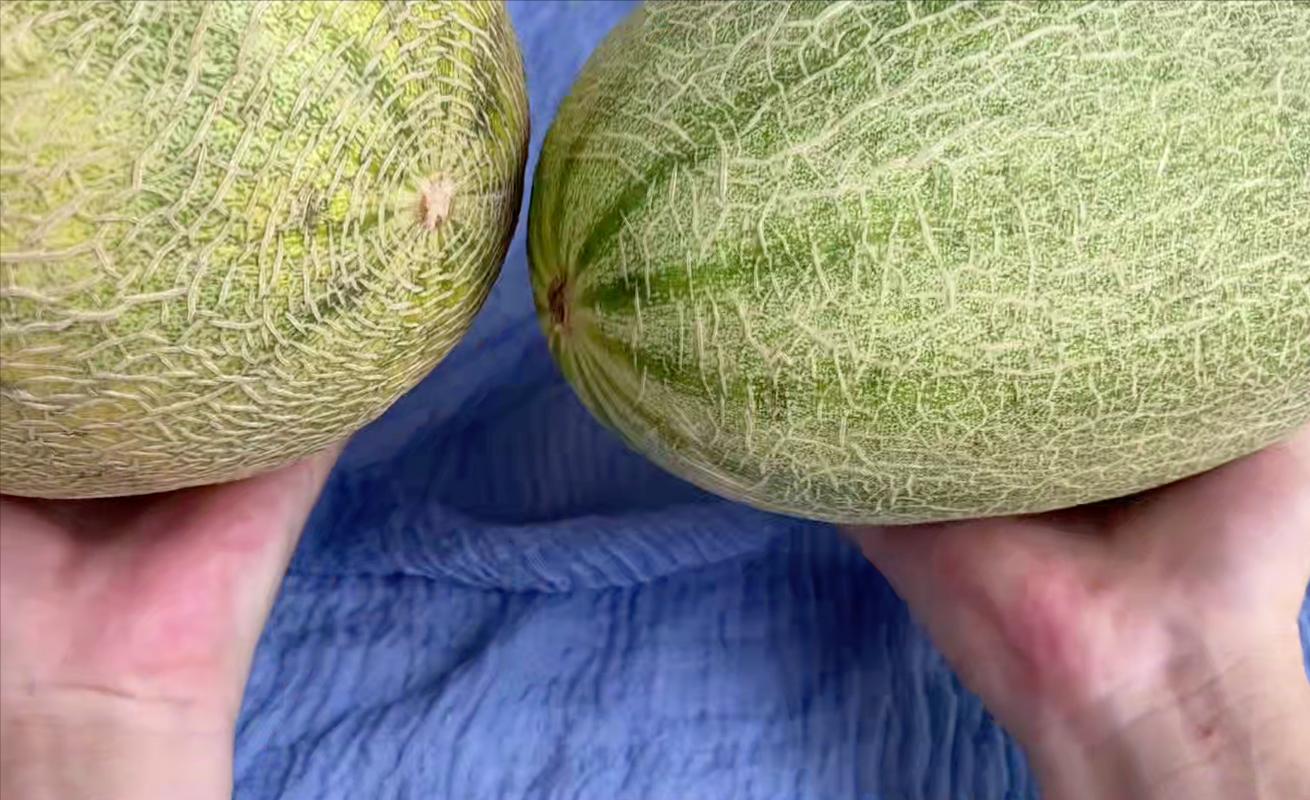 如何选哈密瓜选得又大又甜,果农教你选哈密瓜