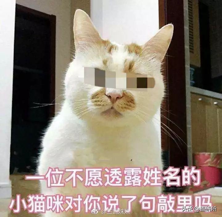 猫咪被家暴怎么走出心理阴影,对猫实施过暴力怎么办