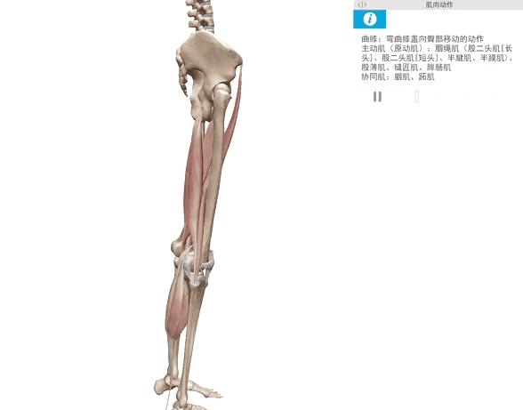 锻炼股腘肌用多少磅弹力带,跑步膝盖外侧髂胫束如何快速恢复