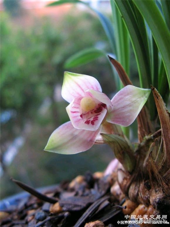 贵州秋芝兰花品种,贵州珍珠矮兰花属于什么品种