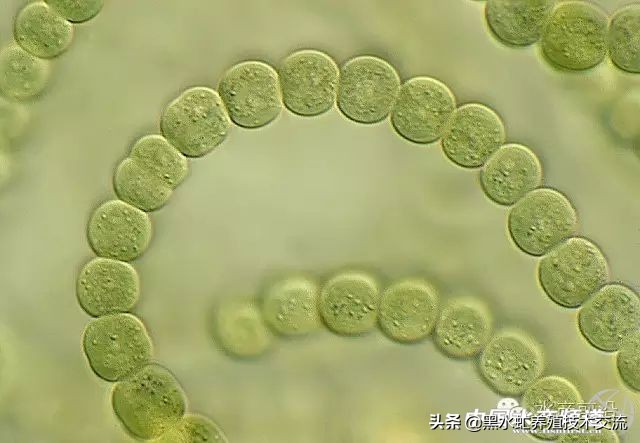 100种水产藻类,水产藻类图谱及名称