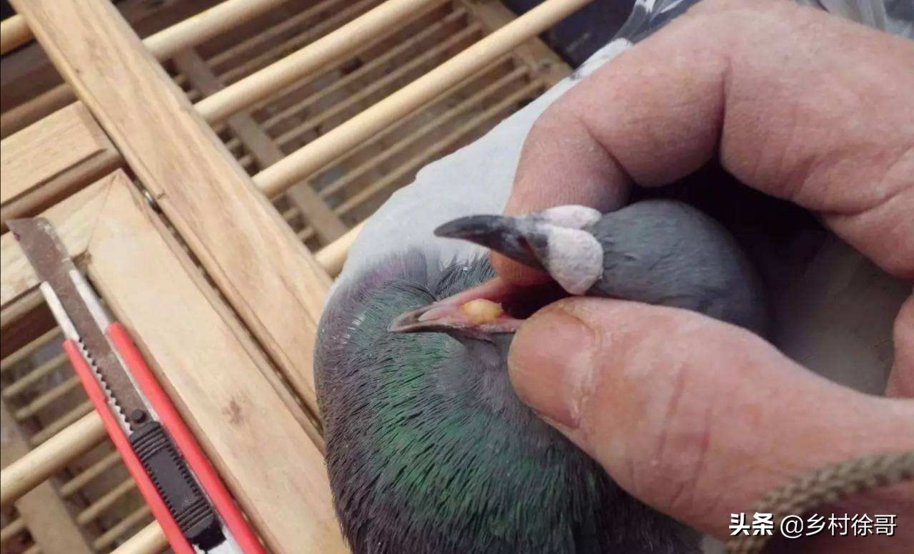 鸽子如何预防鸽痘,鸽友一般夏季都是如何预防鸽痘的