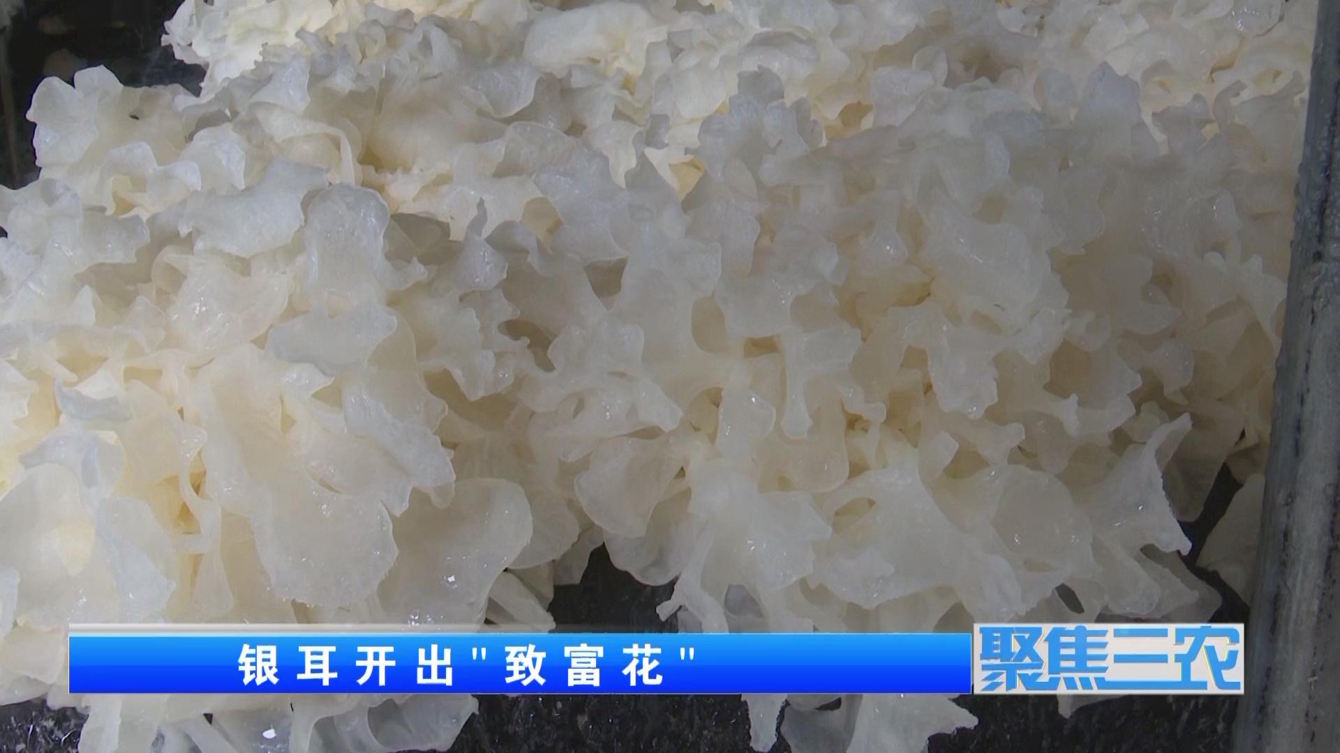 聚焦三农种植蔬菜致富,福建古田银耳栽培致富事例