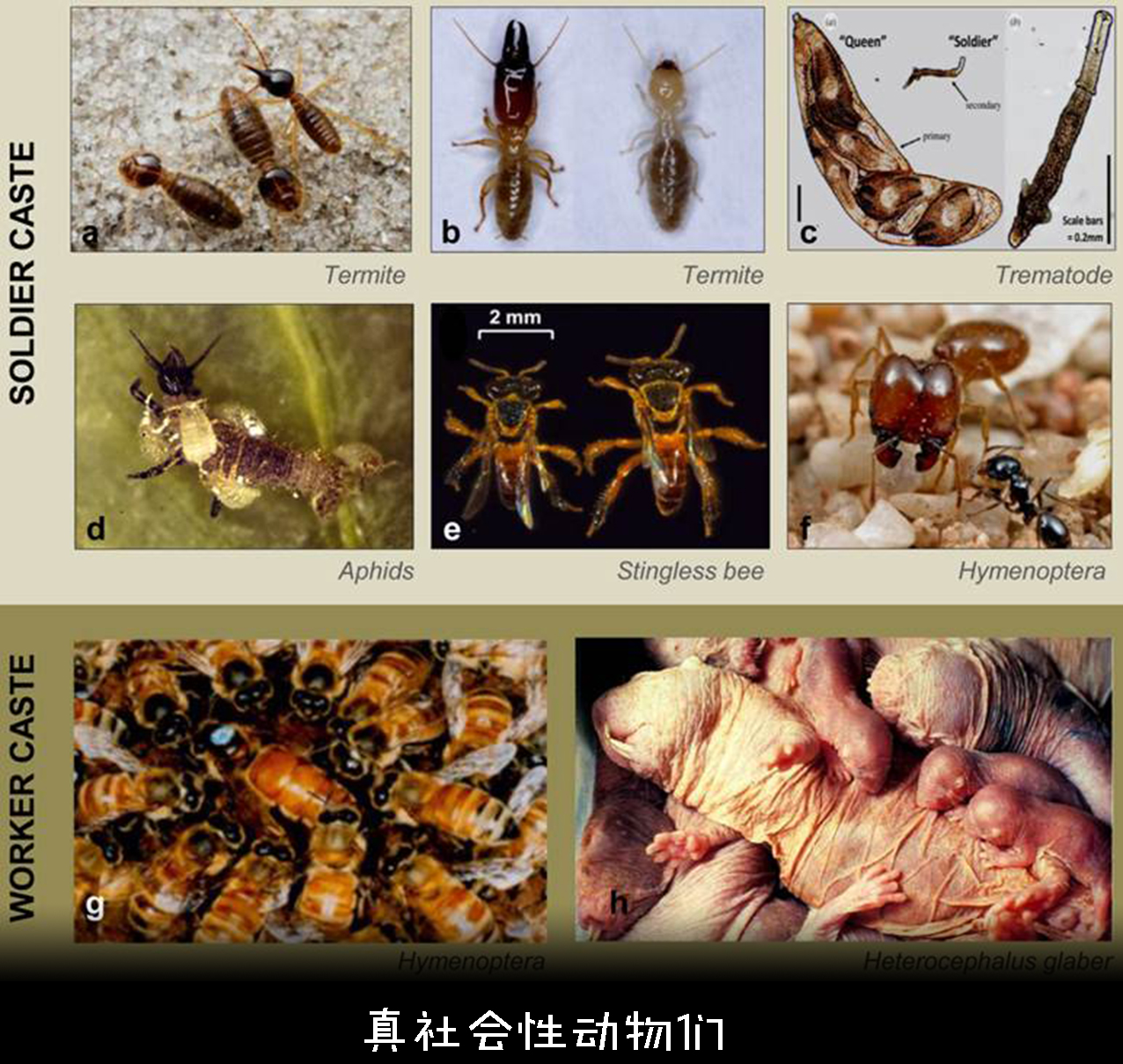 为什么成灾的蝗虫有毒,为什么会有蝗灾